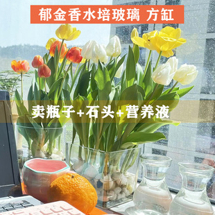水培郁金香玻璃花盆透明方缸水养植物葡萄风信子水仙花卉花瓶加厚