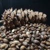 野生松子大颗粒零食坚果特产500克黑松籽生的未加工孕妇坚果华山