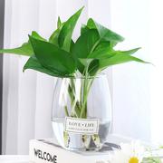 创意水培植物花瓶，简约玻璃小清新透明水培，绿萝插花风信子绿箩花瓶