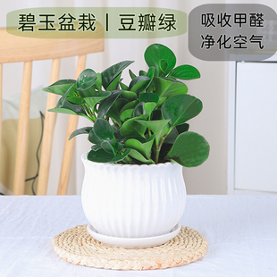 豆瓣绿多肉植物盆栽绿萝室内客厅桌面绿植碧玉好养水培植物花卉