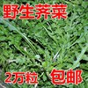 纯野生荠荠菜种子特菜野菜，种子农家老品种蔬菜，种子春四季播