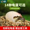 可孵化乌龟蛋套装中华草龟，花龟巴西龟鳄龟活体受精蛋宠物招财龟