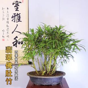 翡翠佛肚竹丛林盆景老桩阳台，办公室内客厅庭院葫芦，竹子绿植物盆栽