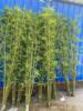 仿真竹子室内装饰假竹子，隔断屏风挡墙造景室外装饰竹，盆栽加密绿植