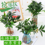 水培驱蚊竹植物竹富贵竹水养，长寿发财竹柏室内客厅花卉盆栽花卉苗