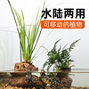 乌龟缸专用生态植物，造景吸水石保湿底座绿植，水培石菖蒲养龟水草