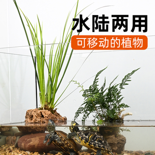 乌龟缸专用生态植物造景吸水石保湿底座绿植水培石菖蒲养龟水草