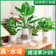 水培绿萝植物室内花好养办公室桌面水培花卉绿植盆栽水养红掌白掌