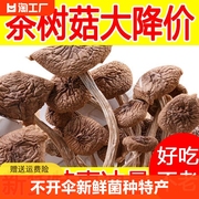 特产香菇炖汤袋装500g干茶树菇干货不开伞新货菌菇新鲜菌种