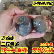 鲜活海鲜鲜活大香螺海捕香螺沙螺扁香螺猫眼螺肚脐螺海鲜水产贝类