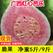 广西特产红心番石榴台湾脆芭乐潘石榴(潘石榴)新鲜红(新鲜红)巴乐水果当季10斤