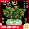 四季常青金鱼花吊兰盆栽，室内绿植花卉多肉植物，绿萝发财树好养客厅