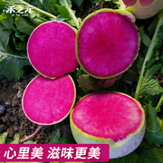 北京杂交心里美萝卜种子蔬菜满堂红种籽北方秋天种红心秋季种籽