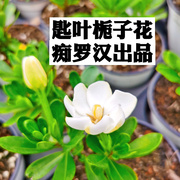 (痴罗汉)匙叶栀子花  种小叶栀子花 栀子花盆景素材