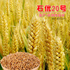 国审济麦22小麦种子 强筋大田冬小麦籽高产矮秆抗倒大穗原种