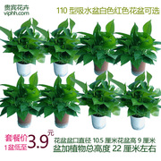 绿萝小型盆绿萝迷你盆110型绿萝盆栽净化空气吸甲醛室内植物