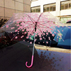 女用粉色普通樱花伞透明雨伞，长柄自动透明伞，舞蹈伞创意雨伞道具伞