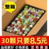 多肉植物室内小盆栽大颗好养绿植物花卉批发价有贵货室内外易存活