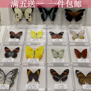 蝴蝶标本真蝴蝶标本昆虫标本生日DIV创作学生教学透明盒子装