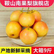鞍山南果梨9斤大果东北海城南国梨子特产香水梨子新鲜冻梨水果