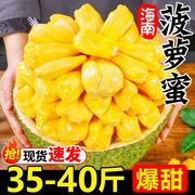 海南黄肉菠萝蜜新鲜水果，20-45斤波罗蜜当季整箱，特产一整个红