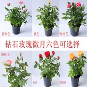 迷你小玫瑰花苗盆栽带花苞好养室内花卉植物四季开花不断月