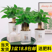 发财树小盆栽花卉绿植物办公室内吸甲醛，绿萝文竹水培发财树好养