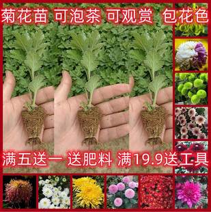 菊花苗盆栽四季菊乒乓千头菊多年生食用秋菊全年开室内外绿植花卉