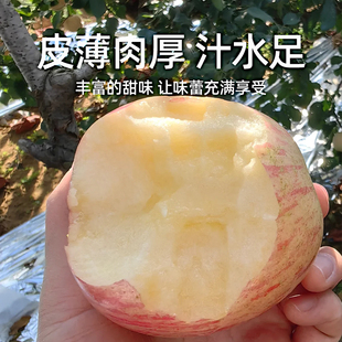 数乡宝藏山东烟台红富士苹果4.5斤苹果新鲜水果，整箱a