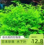 日本珍珠水草鱼缸中后景鱼缸淡水活体，无需二氧化碳草缸造景新手