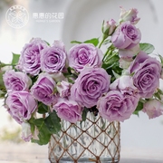 惠惠的花园灌木月季花苗夜莺蓝色系四季勤花庭院阳台玫瑰蔷薇花卉