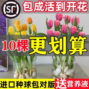 郁金香种球水培花卉植物室内花，四季开花种子盆栽，花苗土培水养好活