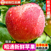 昭阳红昭通冰糖心，红露苹果新鲜水果红富士丑平果大果甜10