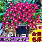 绿植盆栽花卉兰花苗大花蕙兰蝉兰虎头兰当年开花大花惠兰兰墨兰