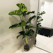 水培植物龟背竹带根室内好养客厅落地水养植物室内大叶绿植易养活
