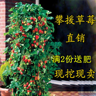 四季草莓苗攀援草莓树，爬藤草莓苗果树苗阳台盆栽水果苗四季苗子