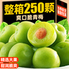 爽口脆青梅500g清脆青口梅散装新鲜酸脆梅独立包装蜜饯