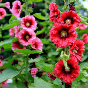 庭院蜀葵四季易种易活开花秋季花种子一丈红花卉室内盆栽秋播种
