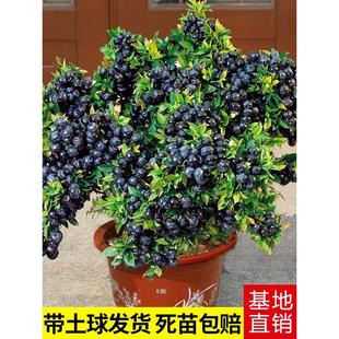 蓝莓树果苗带果蓝莓苗盆栽果树苗当年结果南北方种植兔眼特大阳台