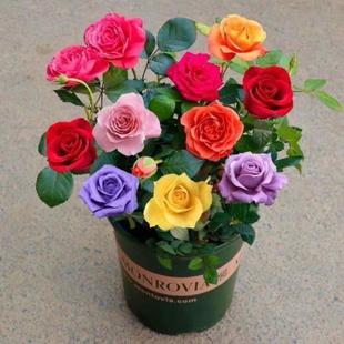 云南嫁接多色七彩玫瑰，花苗四季开花浓香型室，内外绿植花芬