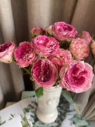 多莉dory多头切花玫瑰，花苗盆栽阳台，月季四季花