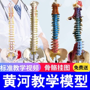 人体脊柱模型1 1成人正骨练习脊椎模型颈椎腰椎人体骨骼模型骨架
