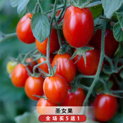 红圣女果种籽千禧小西红柿樱桃番茄种子阳台可食用盆栽水果春季播