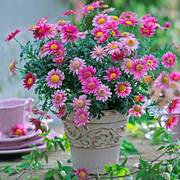 玛格丽特花种子盆栽四季开花易爆盆室内外小雏菊花卉种籽庭院阳台