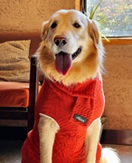 安娜与拉卡大型犬金毛，哈士奇秋冬装毛衣，围巾两件套大狗衣服