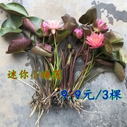 水生小睡莲根块庭院池塘，碗莲迷你水培植物花卉，种根荷花种苗花根茎