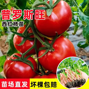 普罗旺斯西红柿苗秧苗沙瓤口感番茄，苗草莓番茄苗，高产四季种水果苗