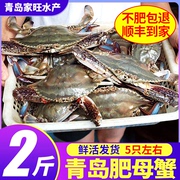 螃蟹梭子蟹鲜活大螃蟹鲜活梭子蟹，鲜活海鲜水产，鲜活大母蟹肉蟹鲜活