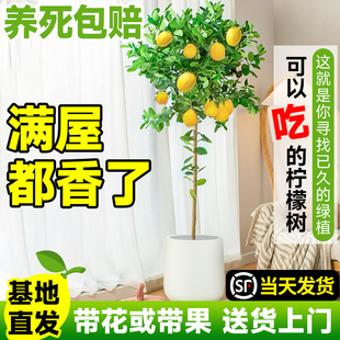 香水柠檬树盆栽绿植，大型室内客厅植物吸甲醛阳台，四季好养花卉带果