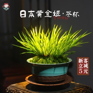 日本黄金姬菖蒲 影青釉紫砂茶杯盆禅意中式室内绿植唐伯虎盆栽